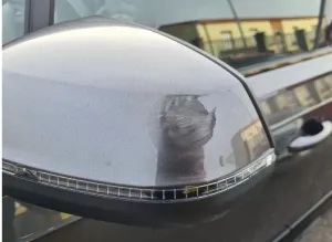 Audi Q7 50 TDI S Line 2021